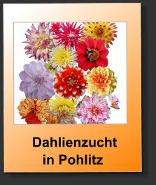 Dahlienzuchtin Pohlitz