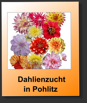 Dahlienzuchtin Pohlitz