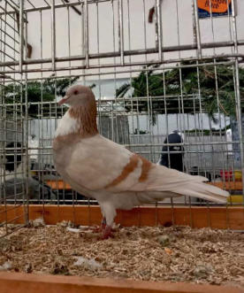 Taube Gauchois, gelbfahl