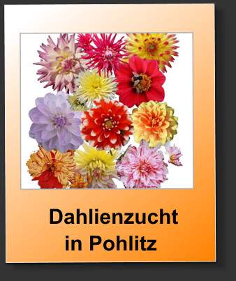 Dahlienzuchtin Pohlitz